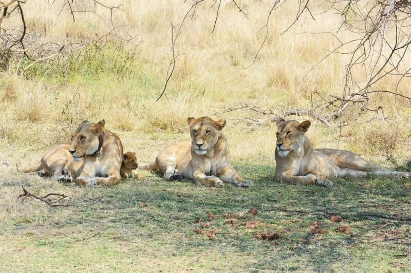 Arusha:4-Days Safari to Lake Manyara, Serengeti & Ngorongoro - Final Thoughts