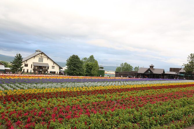 Asahiyama Zoo, Aoiike, Farm Tomita, Ningle Terrace (from Sapporo) - Who Will Love This Tour?