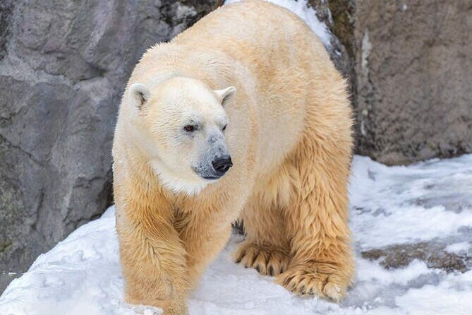 Asahiyama Zoo, Christmas Tree, Fairy Terrace Day Tour | Hokkaido - Starting Early: A Good Choice for Maximal Sightseeing