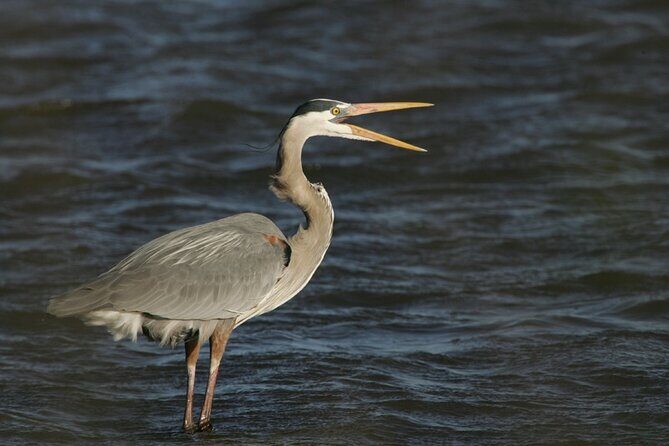 Assateague Horses, Herons and Happy Hour Cruise - Discover the Assateague Horses, Herons, and Happy Hour Cruise