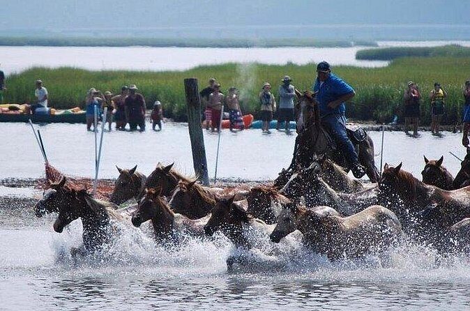Assateague Island Kayak Tours and Ponies Experience - Why Choose This Tour?