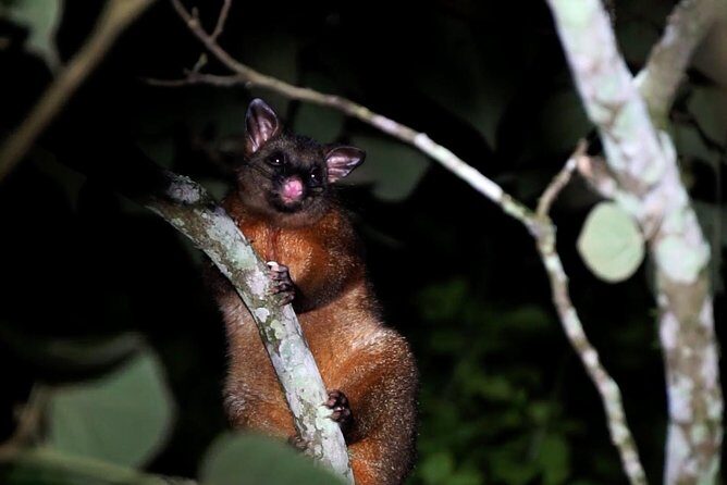 Atherton Tablelands Rain Forest by Night from Cairns - Who Should Consider This Tour?