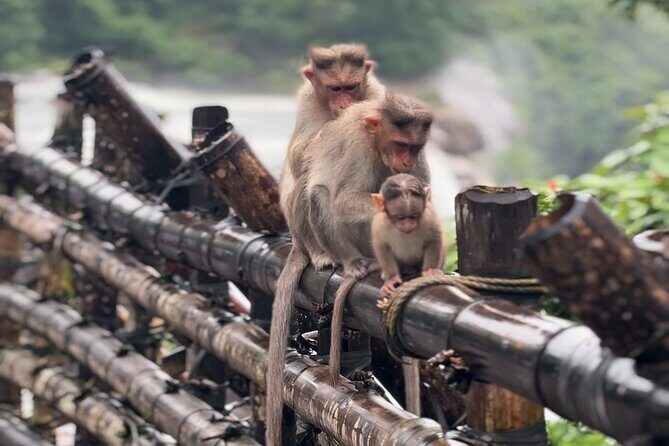 Athirappilly Waterfalls Day Trip from Kochi with Transfers - Key Points