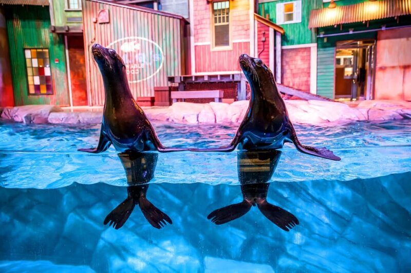 Atlanta: Georgia Aquarium Skip-the-Box-Office Entry Ticket - Interactive and Educational Highlights