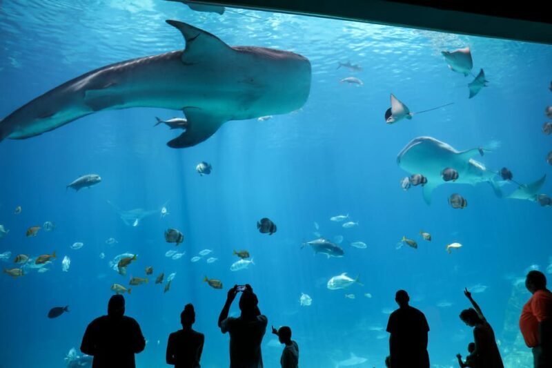 Atlanta: Georgia Aquarium Skip-the-Box-Office Entry Ticket - What the Reviews Say: Authentic Perspectives