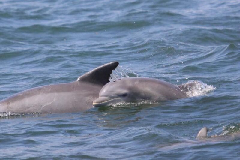 Atlantic City: Dolphin Watching Ocean Cruise Adventure - The Bottom Line