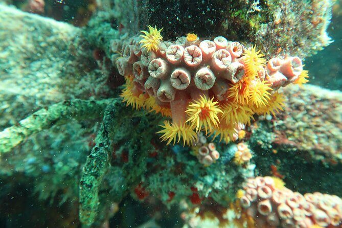 Atlantic Ocean Snorkeling Experience - Exploring the Atlantic: A Detailed Look at the Fort Lauderdale Snorkeling Experience