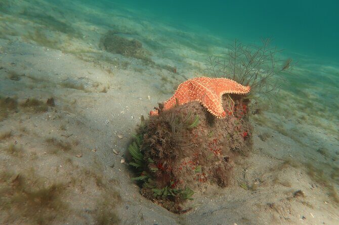 Atlantic Ocean Snorkeling Experience - What to Expect from Your Snorkeling Adventure in Fort Lauderdale