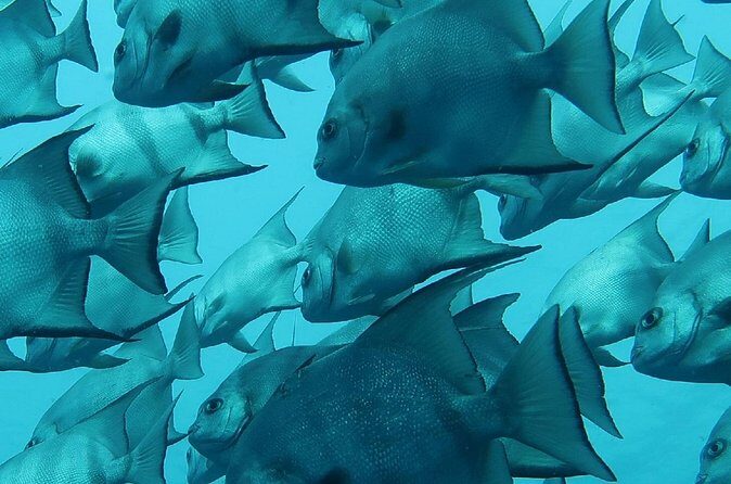 Atlantic Ocean Snorkeling Experience - Practicalities and Tips for Booking