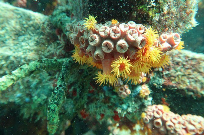 Atlantic Ocean Snorkeling Experience - Who Will Love This Snorkel?