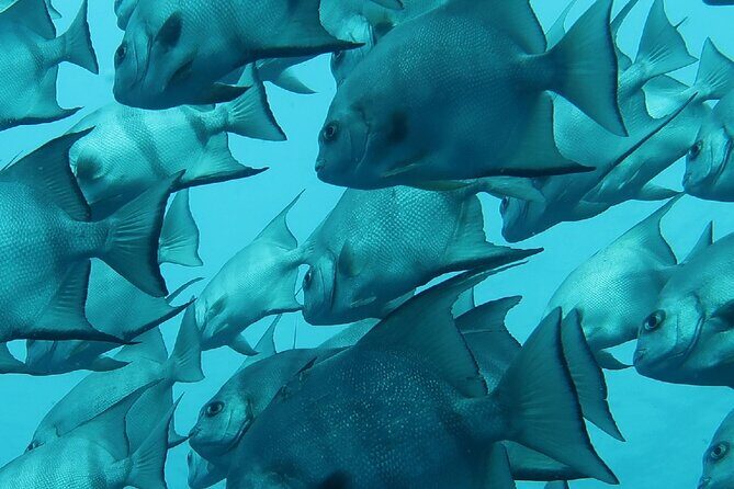 Atlantic Ocean Snorkeling Experience - Final Thoughts