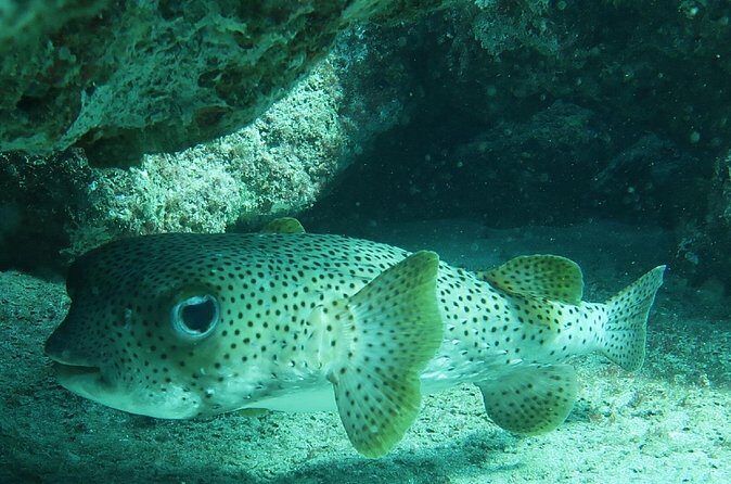 Atlantic Ocean Snorkeling Experience - FAQ