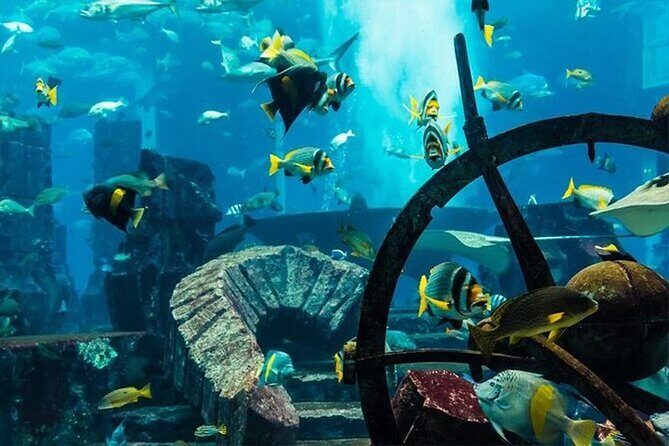 Atlantis Lost-Chamber Aquarium Dubai - Final Thoughts