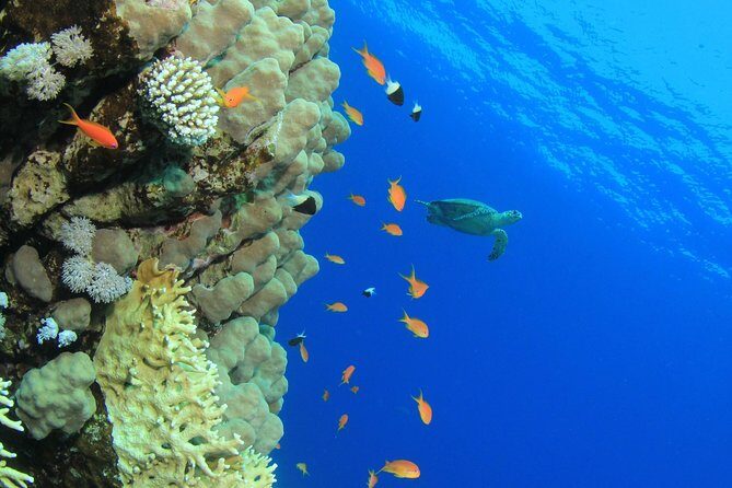 Atlantis Submarine Day Tour - The Itinerary in Detail