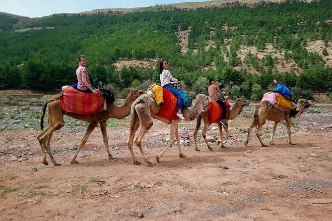 Atlas Mountain From Marrakech - A Deep Dive into the Atlas Mountains Day Trip