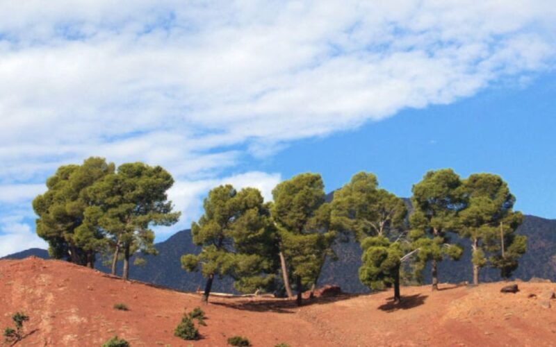 Atlas Mountain & Three Valleys Waterfalls & Desert Day Trip - Practical Details and Value