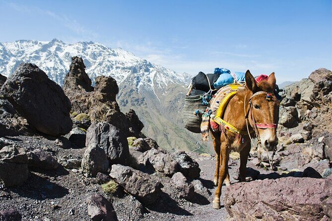 Atlas Mountains and 3 Valleys Guided Day Trip with Lunch - Frequently Asked Questions