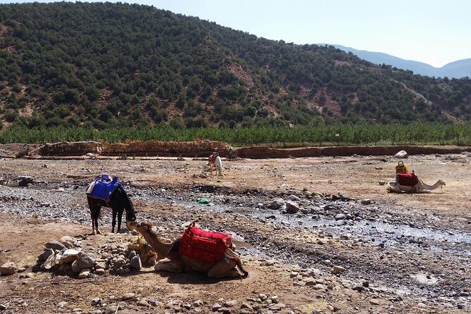 Atlas Mountains and Camel Ride Day Trip From Marrakech - Practical Tips for Travelers
