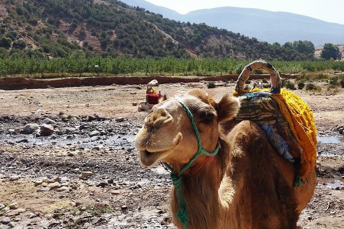 Atlas Mountains and Camel Ride Day Trip From Marrakech - FAQ