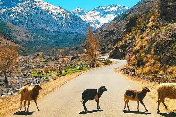Atlas Mountains and Three Valleys & Waterfalls: Guided Day Trip From Marrakech - Final Thoughts
