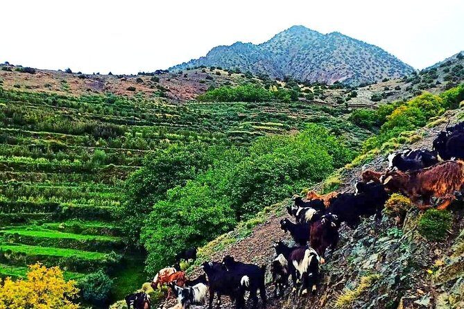 Atlas Mountains and Three Valleys & Waterfalls Guided Day Trip from Marrakech - What to Expect on the Tour