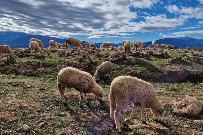 Atlas Mountains & Berber Villages & Waterfalls & Camel Ride Trip - A Day in the Mountains and Desert: What to Expect
