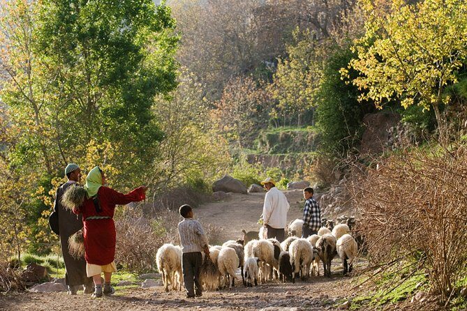 Atlas Mountains Day Trip and Camel Ride - Cost and Value