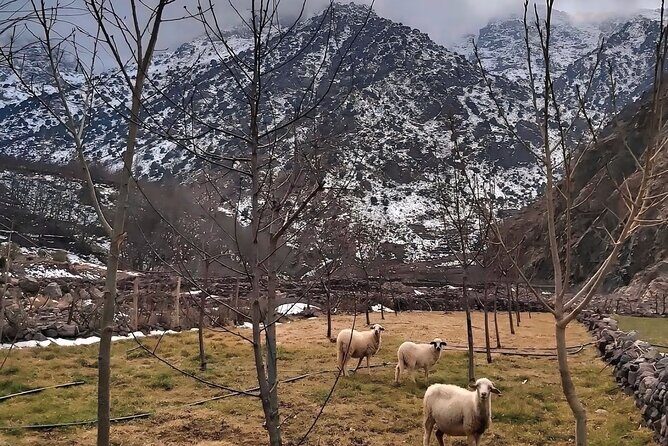 Atlas Mountains Day Trip: Waterfalls, 3 Valleys & Berber Villages - Final Thoughts