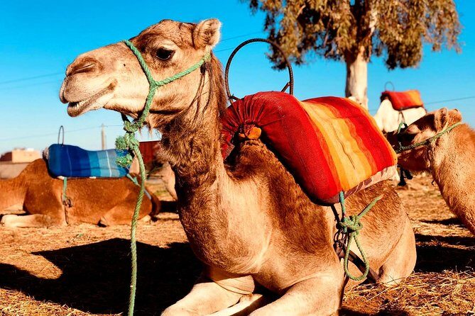 Atlas Mountains, Imlil, 4 valleys day trip and Camel Ride from Marrakech - What Travelers Say