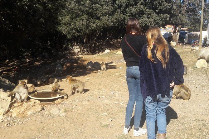 Atlas Mountains, Morocco: Ifrane, Azrou, Monkey Forest, Full Day Tour from Fez - An In-Depth Look at the Tour