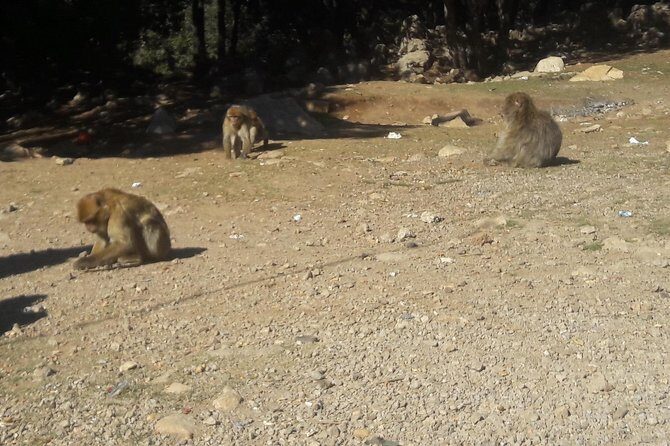 Atlas Mountains, Morocco: Ifrane, Azrou, Monkey Forest, Full Day Tour from Fez - Final Thoughts