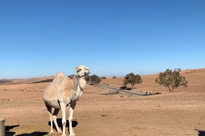 Atlas Mountains Tour & three valleys with camel ride - Final Thoughts: Who Is This Tour Best For?