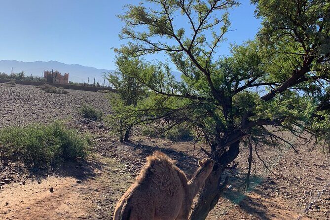 Atlas Mountains Tour & three valleys with camel ride - Final Word