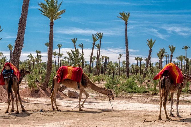 ATV Marrakech Tours - What to Expect on Your Marrakech Palmeraie Adventure