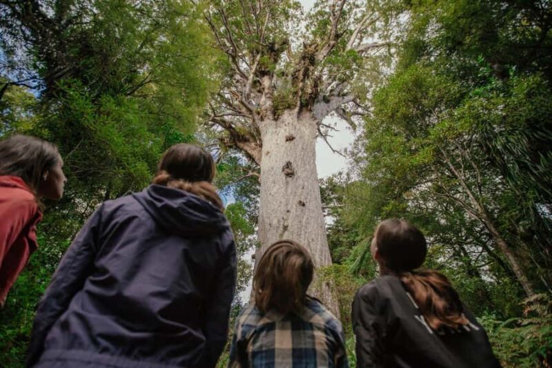 Auckland: 2-Day Bay of Islands Small Group Tour with Cruise - Transport, Group Size, and Value