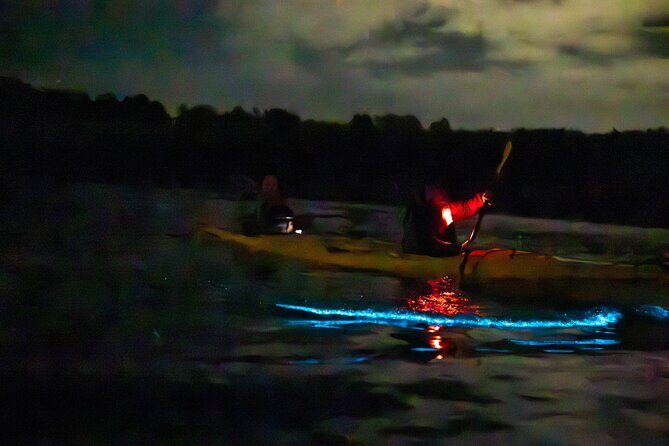Auckland Bioluminescence Kayak Tour - Who Will Love This Tour?