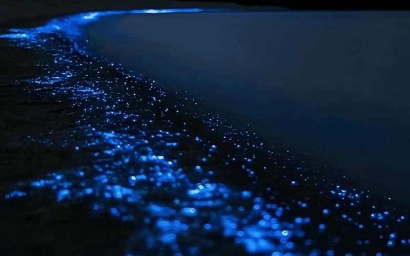Auckland: Bioluminescence Kayak Tour with Guide - What to Expect on the Tour