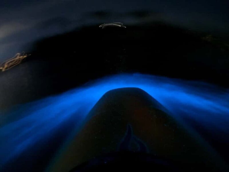 Auckland: Bioluminescence Kayak Tour with Guide - Value and Practical Considerations