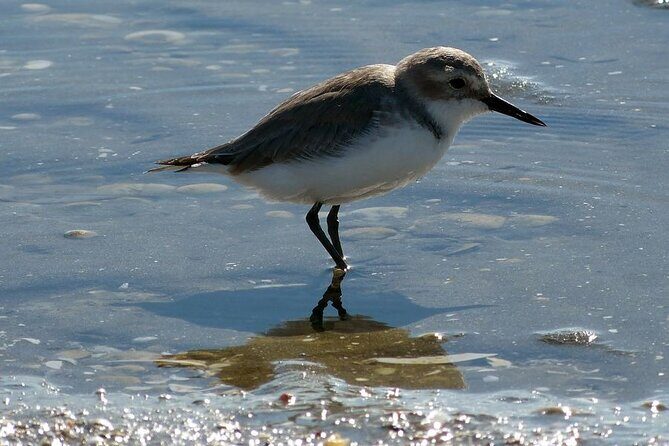 Auckland Birdwatching and Hiking Private Tour - A Closer Look at the Itinerary