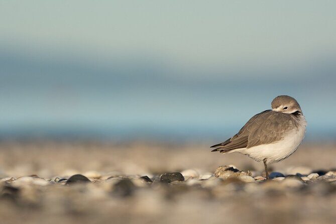 Auckland Birdwatching and Hiking Private Tour - Who Should Consider This Tour?