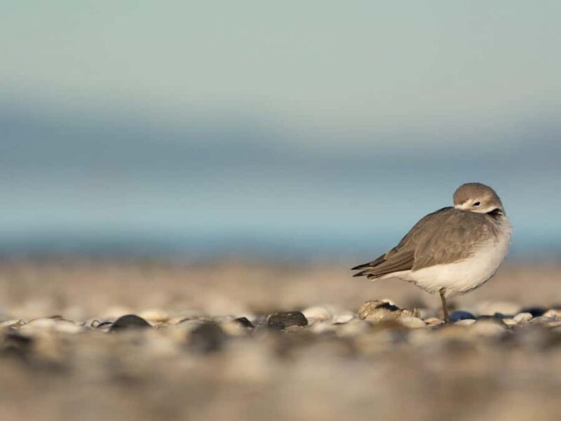 Auckland: Birdwatching, Hiking & Waterfalls Tour - FAQ