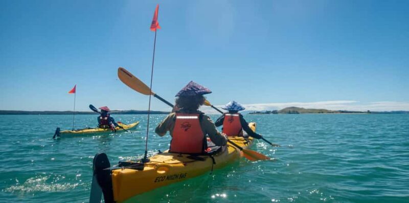 Auckland: Browns Island (Motukorea) Sea Kayak Tour - Key Points