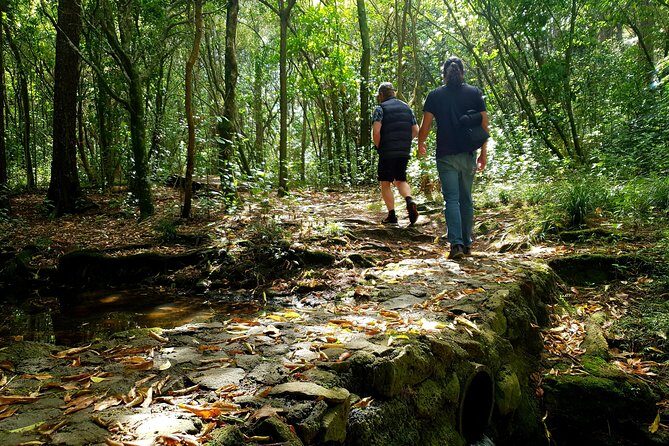 Auckland Bush, Beach and Bites Trail - A Closer Look at the Auckland Bush, Beach and Bites Trail