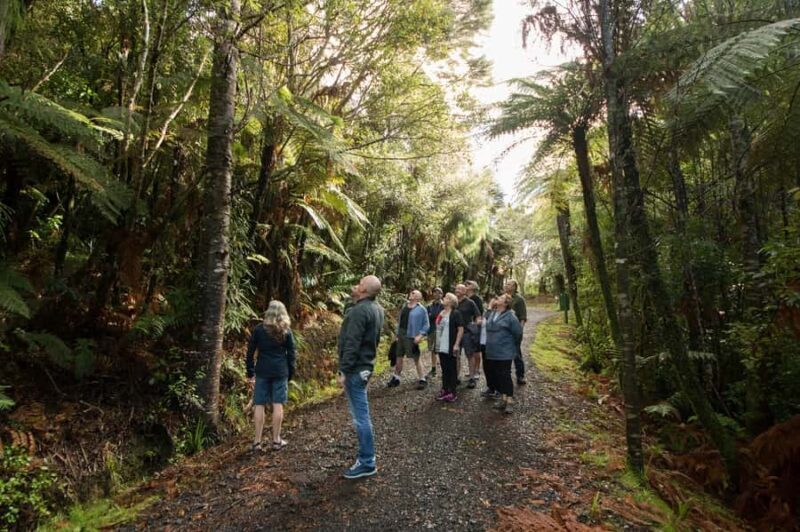 Auckland City, Beaches & Rainforest Premium Small Group Tour - A Day Filled with Contrasts