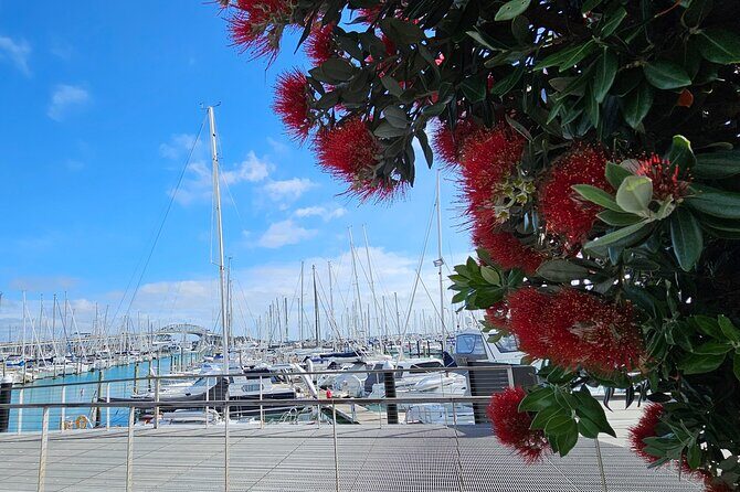 Auckland City Halfday Private Tour - What You Can Expect from This Tour