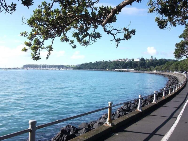 Auckland: City Highlights and Native Forest Experience - Authentic Experiences and Real-World Feedback