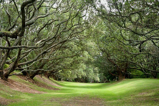 Auckland City & Native Forest Experience - Fully Guided Day Tour - Final Thoughts