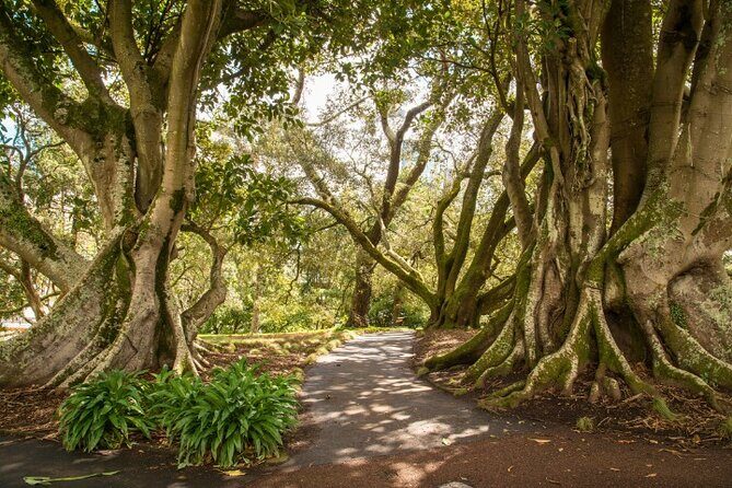 Auckland City Self Guided Walking Tour with an APP - The Sum Up: Who Should Consider This Tour?