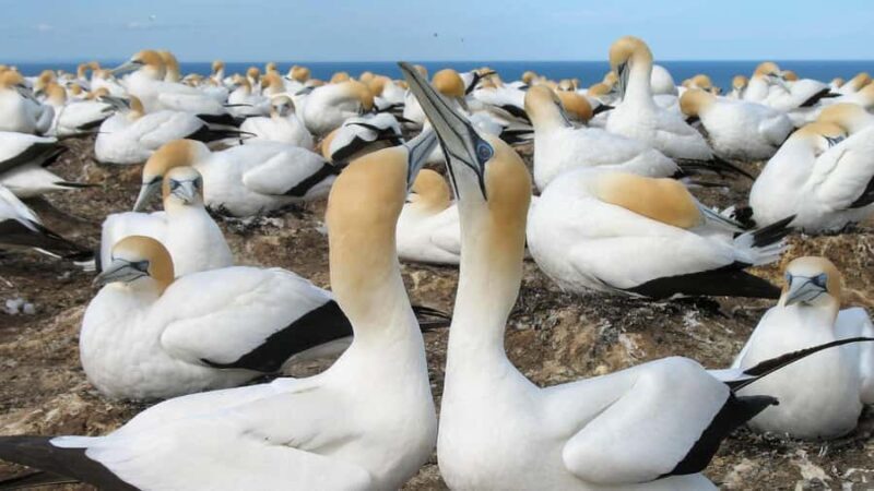 Auckland: Coast to Coast Private Eco Tour - Practical Details and Value