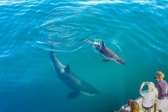 Auckland Dolphin and Whale Watching Eco-Safari Cruise - An Overview of the Auckland Dolphin and Whale Watching Eco-Safari